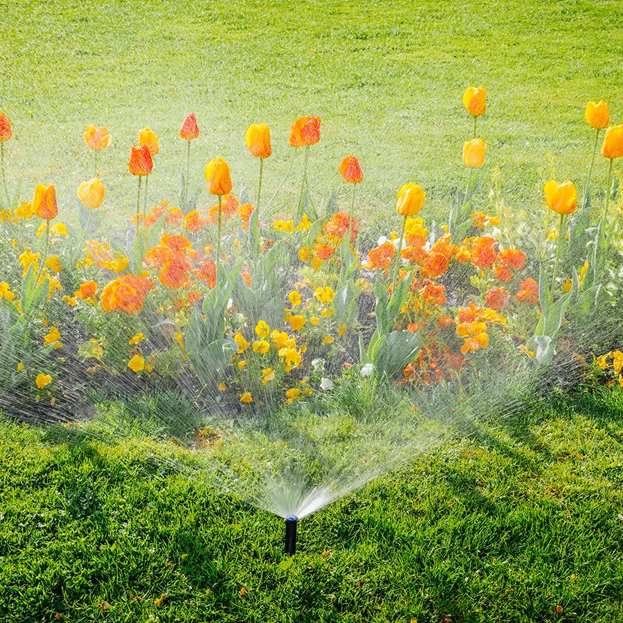 automatic sprinkler irrigation system working early in the morning in green park - watering lawn and colorful flowers