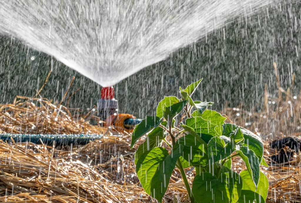 Automatic garden lawn sprinkler in action watering grass